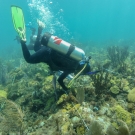 Amanda Williams conducts a survey of the reef.