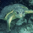 Loggerhead Turtle