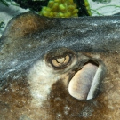 Southern Stingray