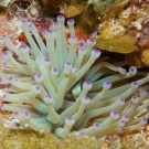 Giant Anemone