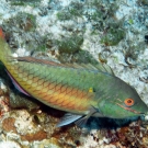 Redband Parrotfish