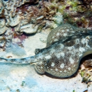 Yellow Stingray