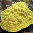 Mustard Hill Coral