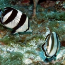 Banded Butterflyfish