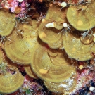 Encrusting Fan-Leaf Algae