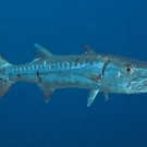 Great Barracuda