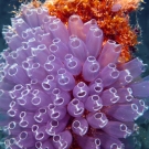 Blue Bell Tunicate