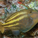 Orangespotted Filefish