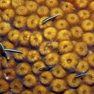 Great Star Coral with Cleaning Gobies