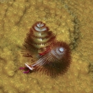 Christmas Tree Worm on Star Coral.