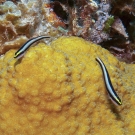 Cleaning Goby on Star Coral.