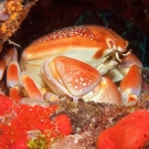 Batwing Coral Crab