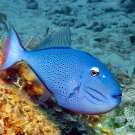 Sargassum Triggerfish