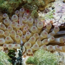 Giant Anemone