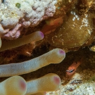 Giant Anemone with Flamefish.