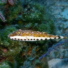 Bandtail Puffer