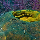 Barrel Sponge with Cleaning Goby.