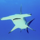 Great Hammerhead