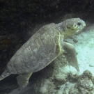 Loggerhead Turtle