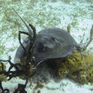 Southern Stingray