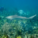 Reef Shark