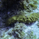 Slender Sea Cucumber