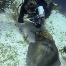 Dr. Andrew Bruckner takes a photo of a Southern Stingray.