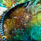 Yellowline Arrow Crab