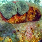 Leathery Barrel Sponge with Sun Anemone