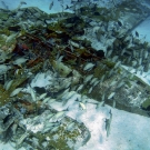 Several types of fish use this sunken plane as an artificial reef.