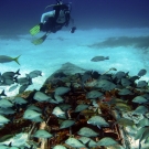 Several types of fish use this sunken plane as an artificial reef.