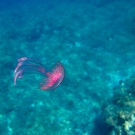 Warty Jellyfish