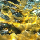 Elkhorn Coral