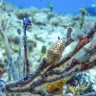 Flamingo Tongue