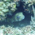 Porcupinefish