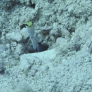 Yellowhead Jawfish