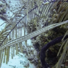 Atlantic Trumpetfish