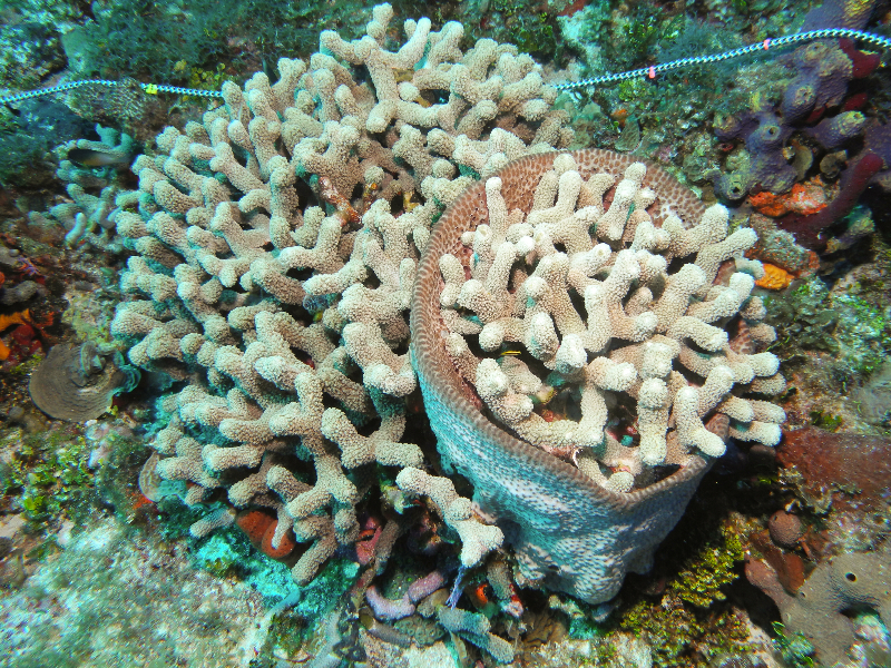 Finger Coral in a Leathery Barrel Sponge