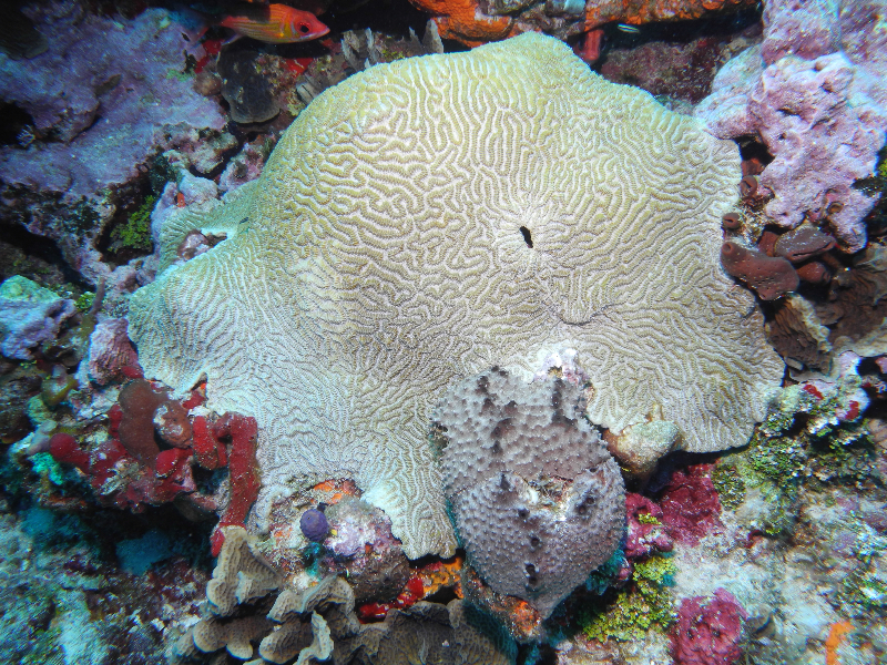 Symmetrical Brain Coral and Black Ball Sponge