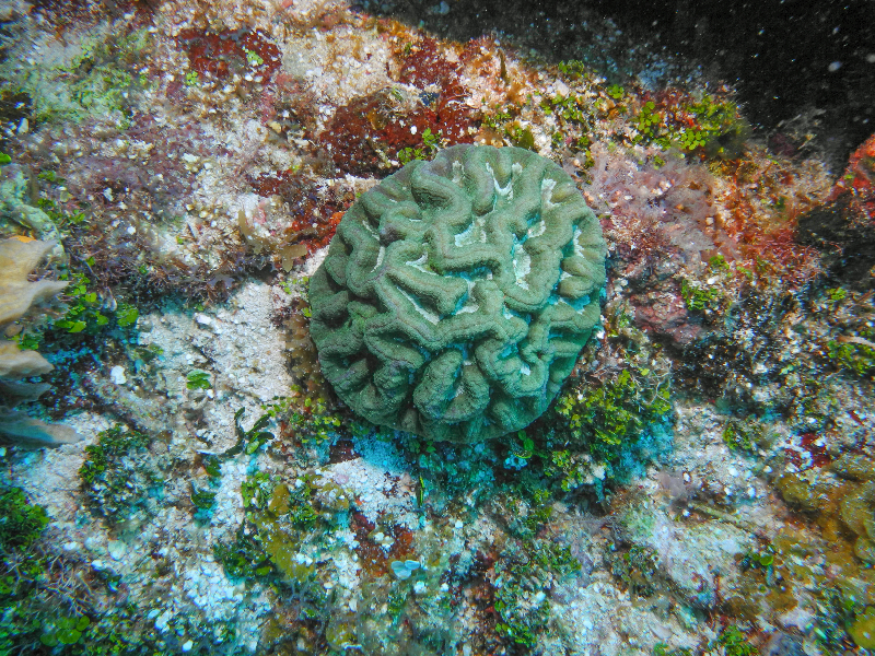 Sinuous Cactus Coral