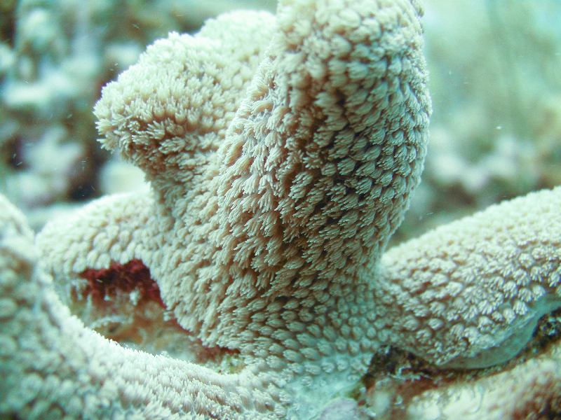 Extreme Close Up of Pillar Coral