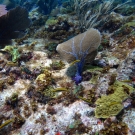 Juvenile Stoplight Parrotfish and juvenile and transitional Blueheads