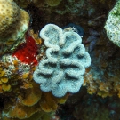 Ridged Cactus Coral