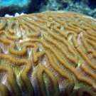 Symmetrical Brain Coral