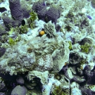 Spotted Scorpionfish