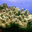 Pillar Coral