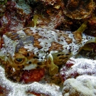 Balloonfish