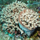 Finger Coral in a Leathery Barrel Sponge
