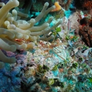 A Yellowline Arrow Crab and Giant Anemone