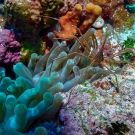 A Yellowline Arrow Crab and Giant Anemone